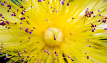 Des fleurs contre la déprime