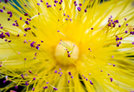 Des fleurs contre la déprime