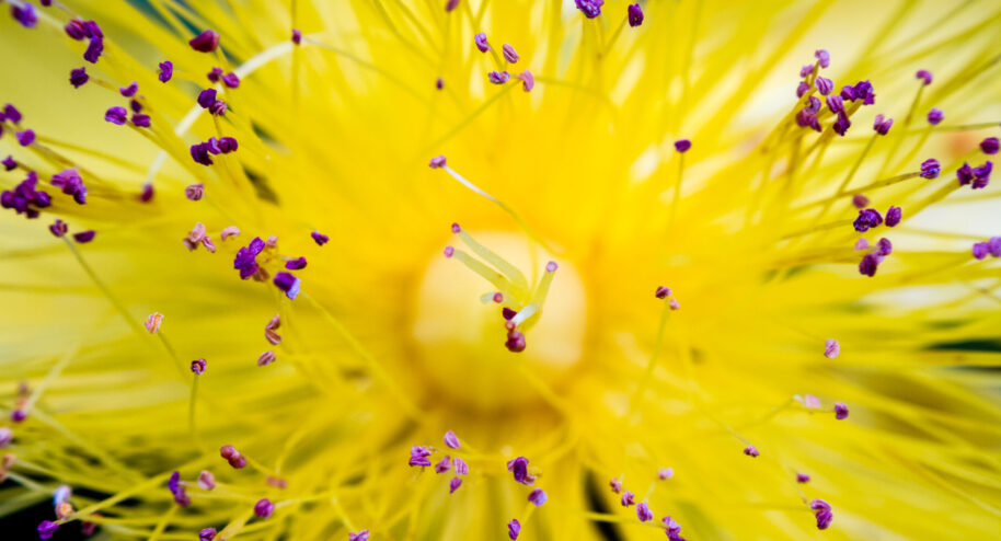 Des fleurs contre la déprime