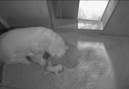 « Les ours meurent de faim à cause de 2°C de plus »