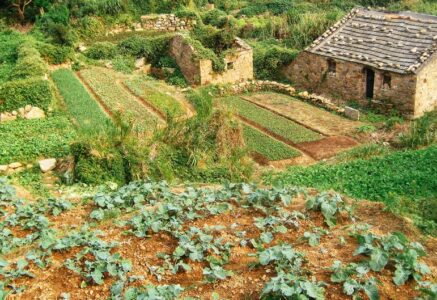 Agriculture alternative : pour des cultures qui ont la pêche !