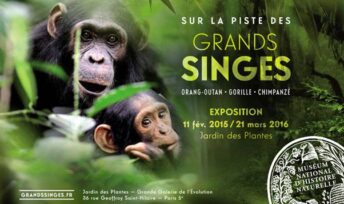 Sur la piste des Grands Singes, l'exposition
