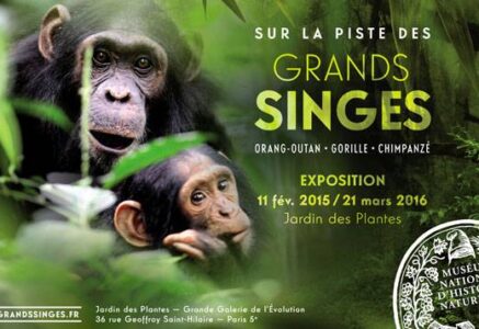 Sur la piste des Grands Singes, l’exposition