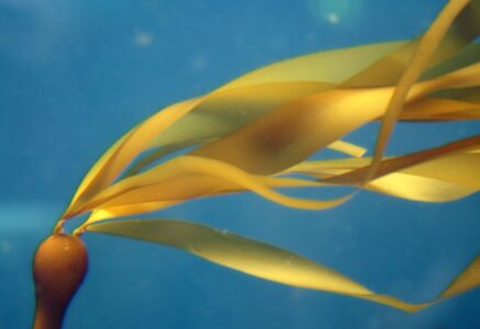 Et si les algues remplaçaient le plastique ?