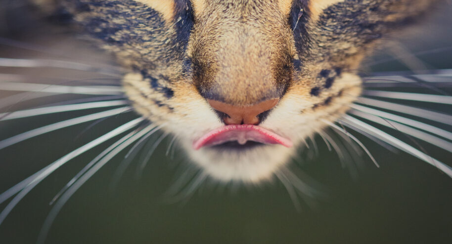 Pourquoi ne mangez-vous pas votre chat ?