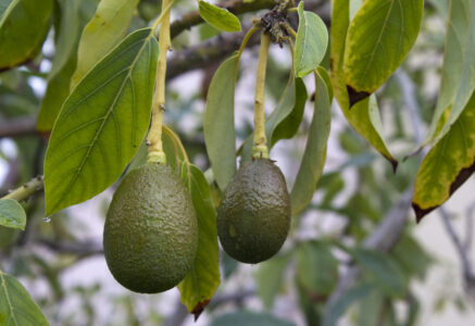 L’avocat n’a que des vertus