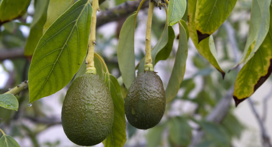 L'avocat, un ami qui vous veut du bien
