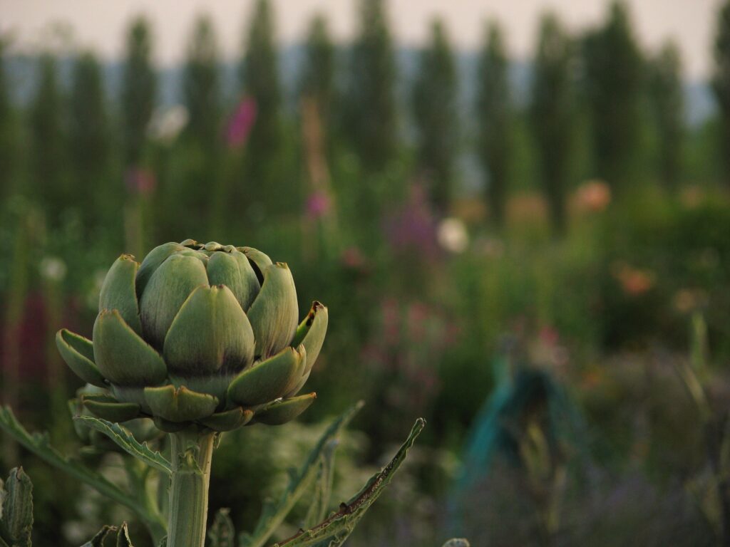La fleur du foie