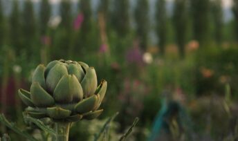 La fleur du foie
