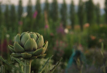 L’artichaut, la fleur du foie