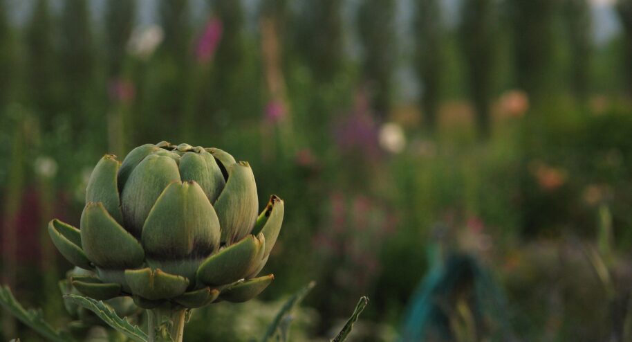La fleur du foie