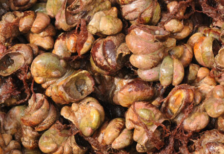 Les crépidules, moches, méchantes, mais succulentes