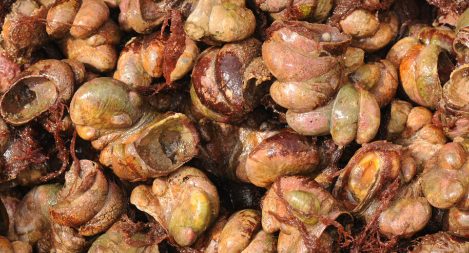 Les crépidules, moches, méchantes, mais succulentes