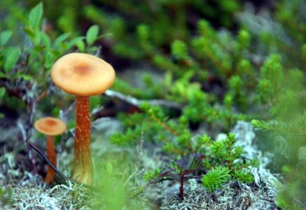Ce que vous ne saviez pas sur les champignons
