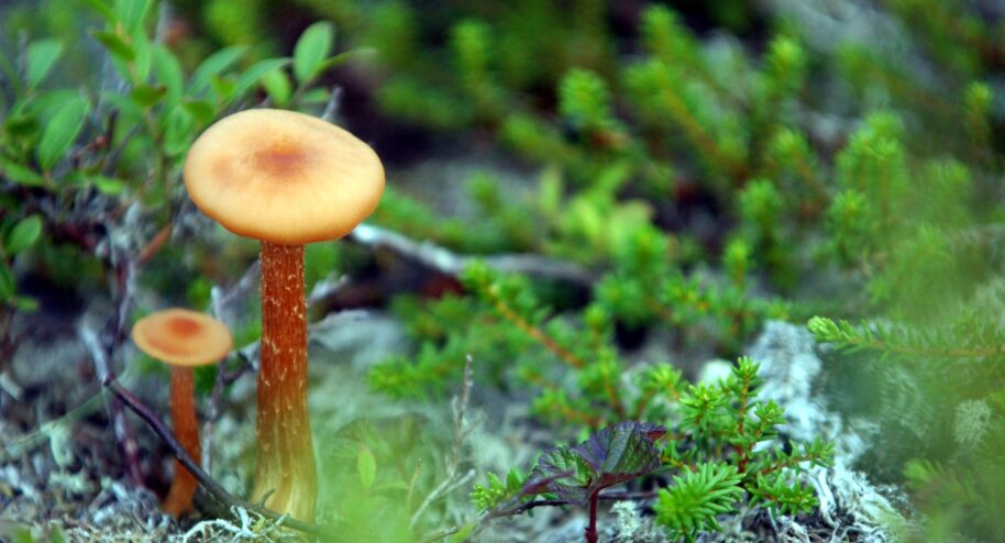 Ce que vous ne saviez pas sur les champignons
