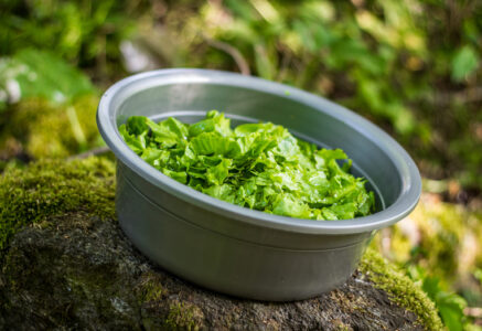 Pourquoi manger de la salade ?
