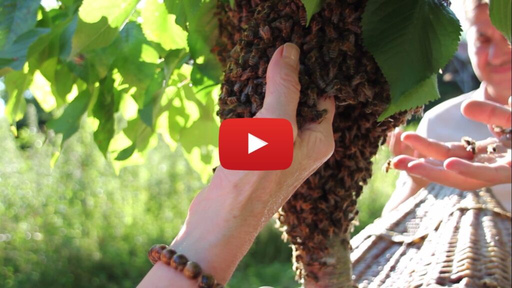 Le yoga des abeilles