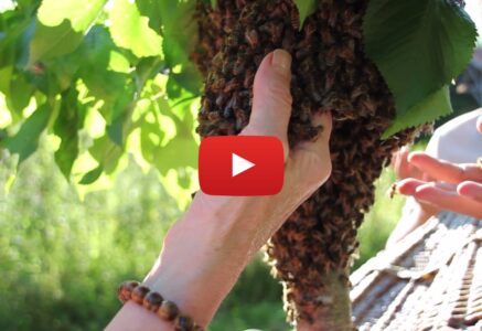 Le yoga des abeilles