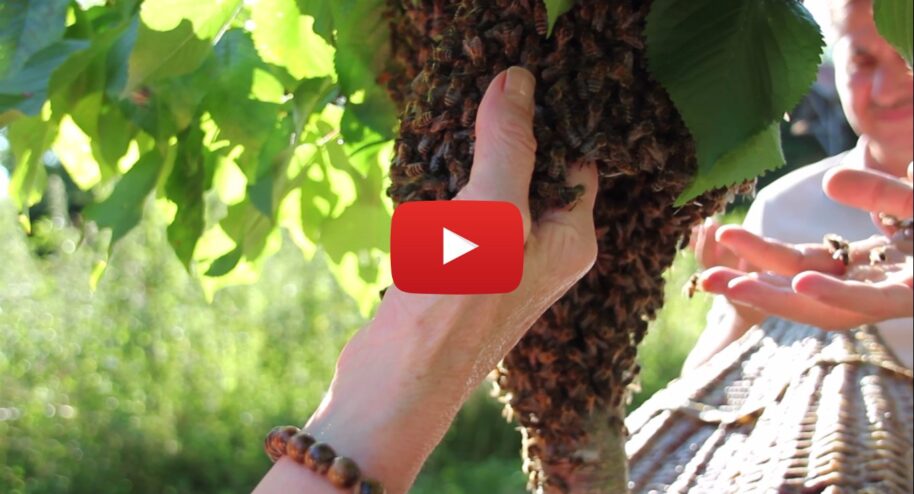 Le yoga des abeilles