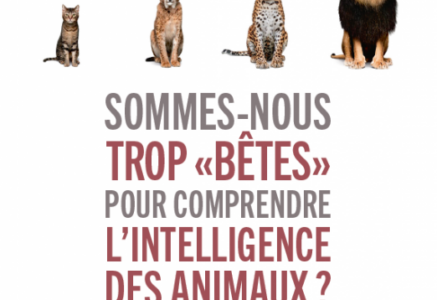 Sommes-nous trop « bêtes » pour comprendre l’intelligence des animaux ?