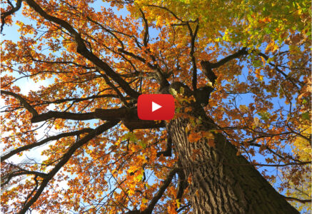 Le pouvoir des arbres
