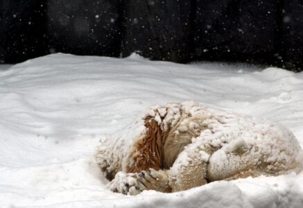 Sommeil et alimentation en hiver.