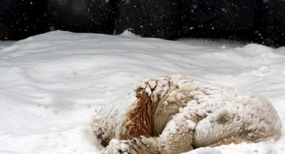 Sommeil et alimentation en hiver.