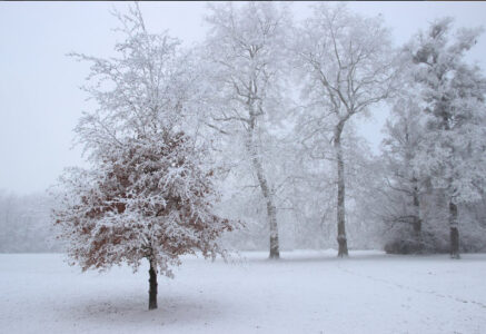 Chouette, il neige… de la pollution !