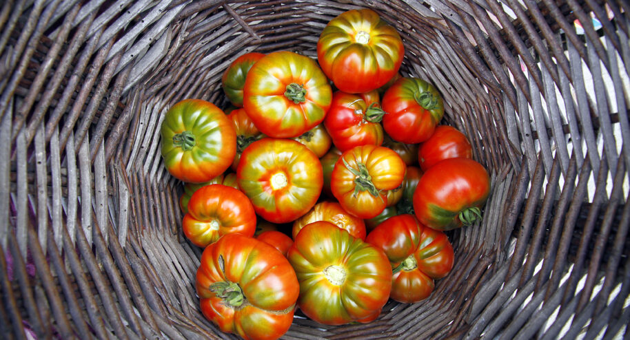 Comment choisir une bonne tomate ?