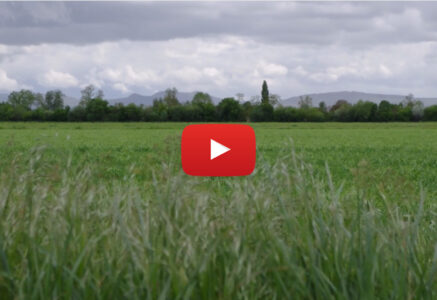Plantons des haies !