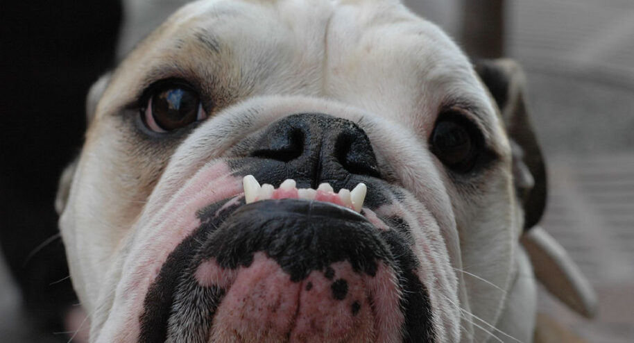 On vous explique comment les races de chiens ont évolué depuis cent ans