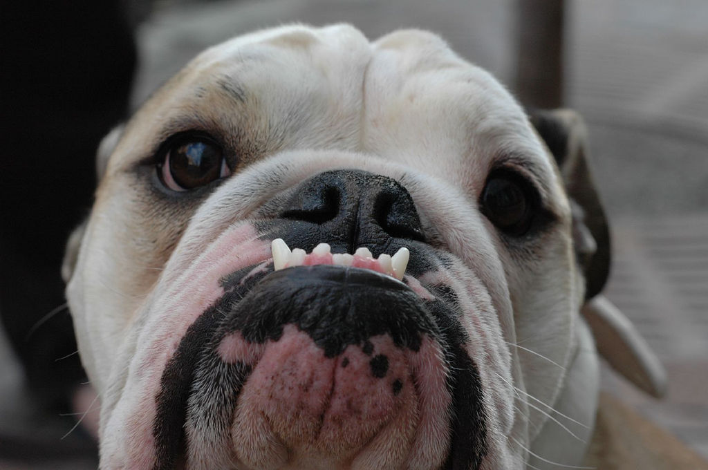 On vous explique comment les races de chiens ont évolué depuis cent ans