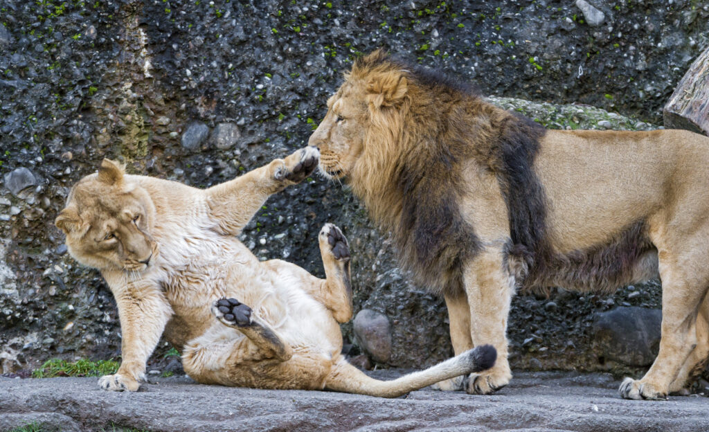 La planète ne compte plus que 35 000 lions africains. © Tambako The Jaguar