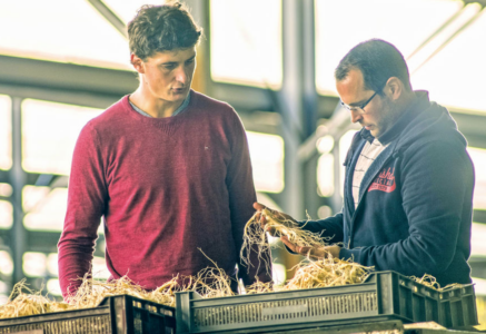 Ginseng : il en pousse dans le Sud-Ouest