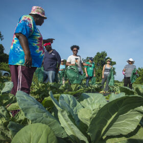 Le glanage permet de réduire le gaspillage alimentation © U.S. Department of Agriculture