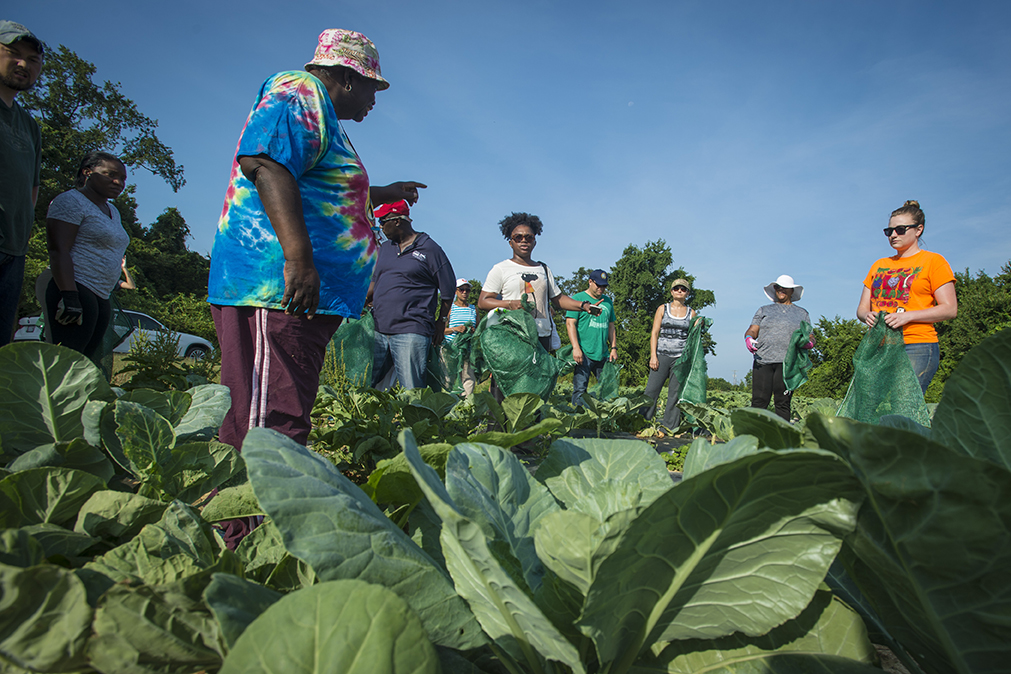 Le glanage permet de réduire le gaspillage alimentation © U.S. Department of Agriculture
