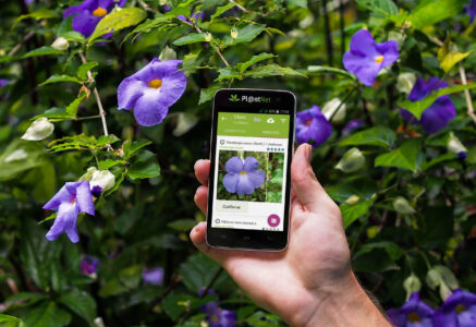 PlantNet : l’appli smartphone qui identifie les plantes