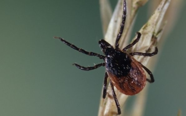 869 espèces de tiques sont recensées à ce jour. ©INRA