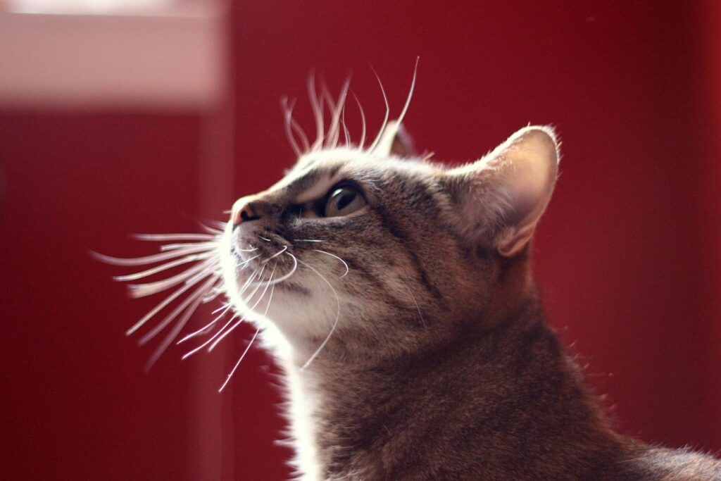 Il y a treize millions de chats en France. © dano272