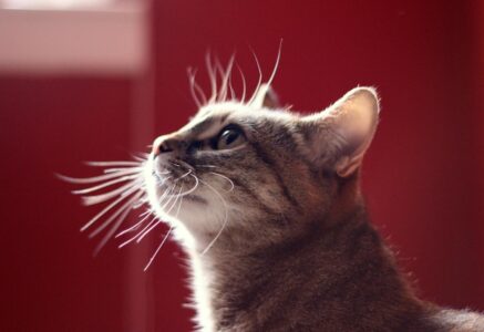 13,5 millions, c’est le nombre de chats en France