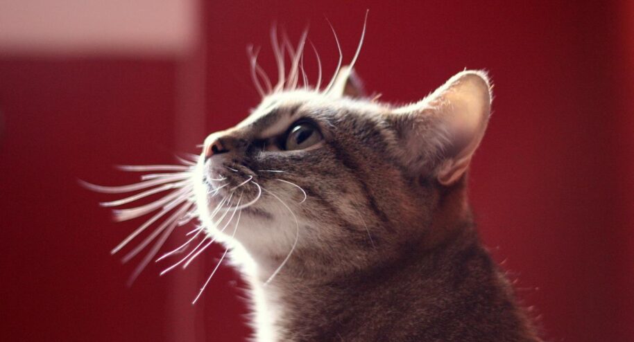 Il y a treize millions de chats en France. © dano272