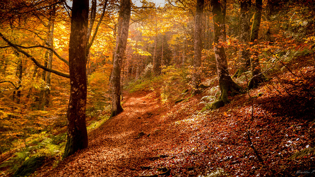 Les belles couleurs automnales de la forêt. © geraldine poisson