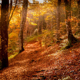 Les belles couleurs automnales de la forêt. © geraldine poisson