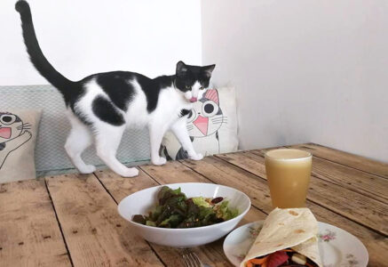 Au Bonheur des chats, le café où les matous sont rois