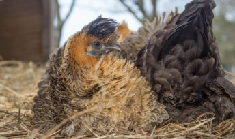Une poule prenant la pose © Jean-Jacques Abalain