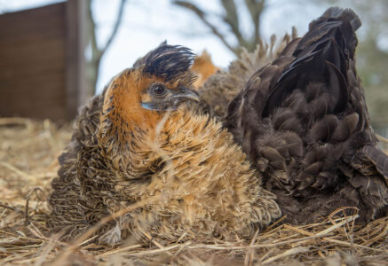 Adopter des poules