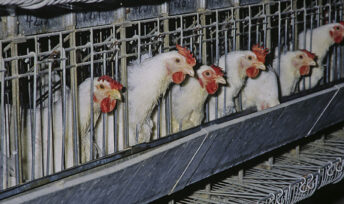 Sur les 50 millions de poules pondeuses en France, 80 % sont élevées en batterie. © INRA DIST