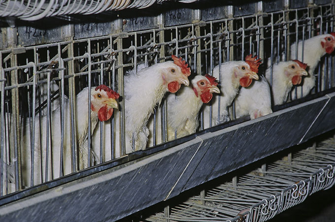 Sur les 50 millions de poules pondeuses en France, 80 % sont élevées en batterie. © INRA DIST