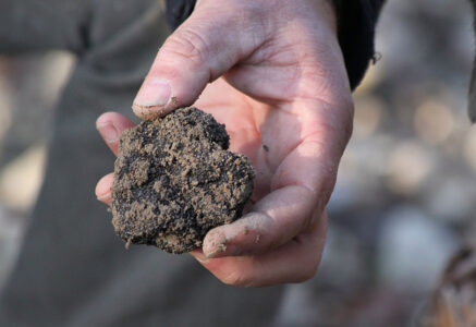 Tout savoir sur la truffe
