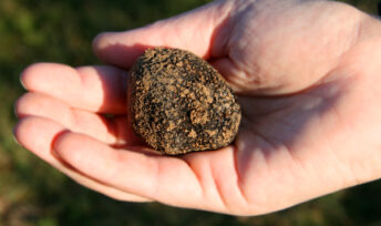 70 % des truffes noires sont récoltées dans le Sud-est de la France. © Couleur Lavande